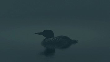 Seetaucher: Ein Schrei aus dem Nebel