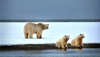 planet e.: Eisbären auf der Flucht