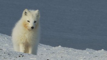 Alaska: Ein Jahr in der Wildnis
