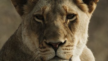 Malika: Die Königin der Löwen