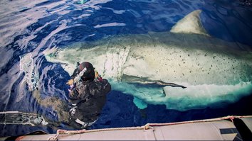 Weißer Hai vs. Tigerhai