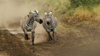 Die Nomaden der Serengeti
