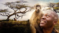 Affen - Eine faszinierende Tierfamilie