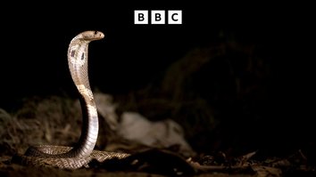 Kobra und Co - Die tödlichsten Giftschlangen Indiens