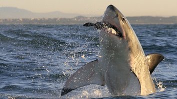 Akrobatische Haie: Die spektakulärsten Bilder