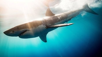 Kill Zone - Im Jagdrevier der Weißen Haie