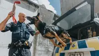 Hunde im Einsatz