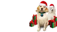 Ein Hund rettet die Weihnachtsferien