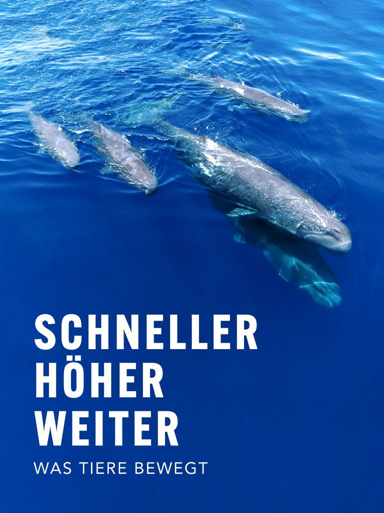 Schneller, höher, weiter - was Tiere bewegt