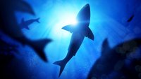 Sharks of Neptune - Weiße Haie vor Südaustralien