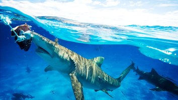 Bahama Sharks - Gourmets der Karibik
