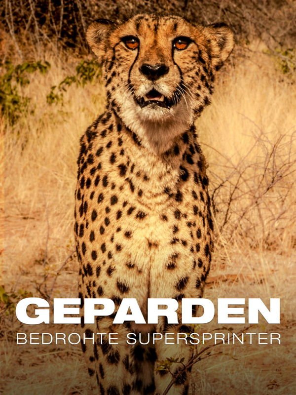 Geparden - Bedrohte Supersprinter