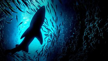 Adam DeVine: Tauchgang zu den Tigerhaien