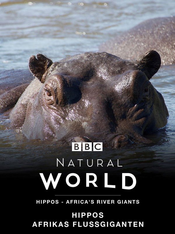 HIPPOS - Afrikas fazinierende Riesen
